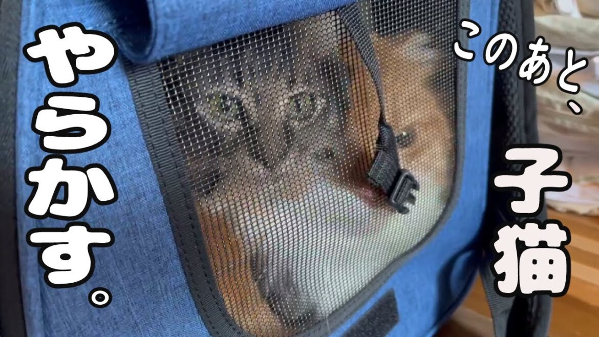 子猫、初めての帰省でやりたい放題！見かねた先住猫がしつけ担当になりました。【スコティッシュフォールド＆保護猫】