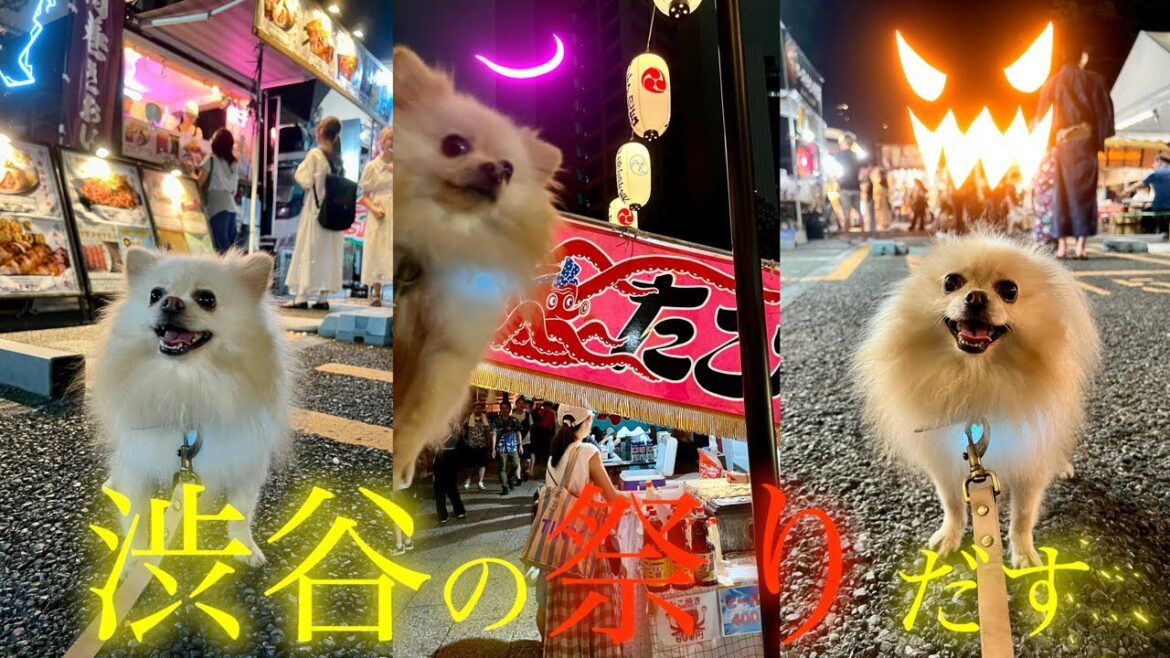 渋谷の祭りを楽しむポメラニアン