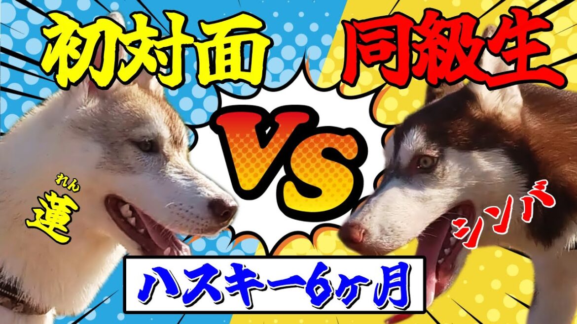 ハスキーパピー（6ヶ月）初対面！結果は如何に・・・？！