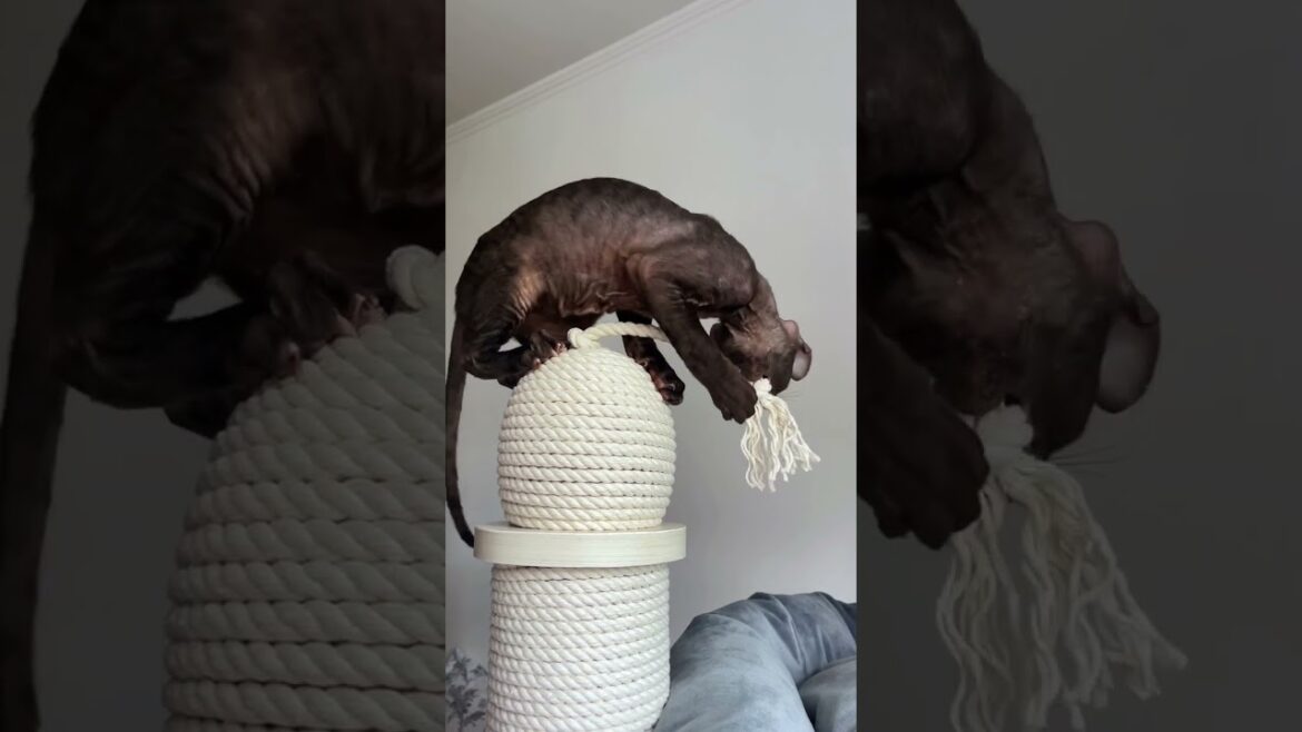 Espresso is a Charming Chocolate Cornish Rex Kitten