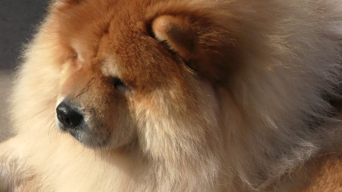 チャウチャウ の『ちゃんこ』 (わんわん動物園) 2019年1月23日