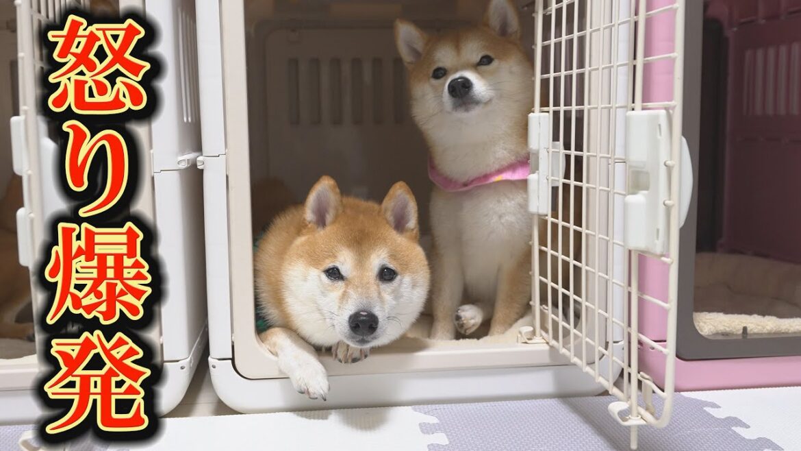 旅先での飼い主の適当な行動に、帰ってから不満を爆発させる柴犬・・・