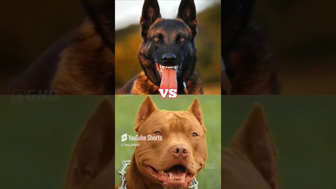 Doberman 👿 vs Rottweiler🤯 Top Dog Breeds #dogbreed #pitbullvspitbull #pitbullvsrottweiler #dog bully