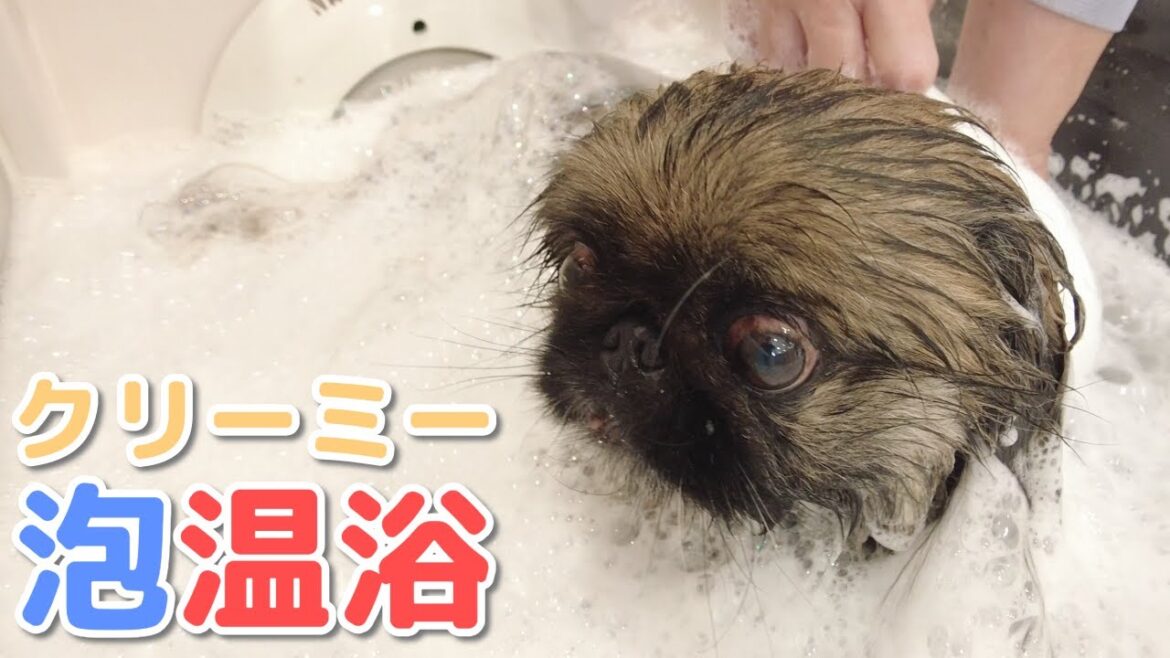 汚ペキニーズをセルフ式お風呂に連れて行ったらふわふわが甦った