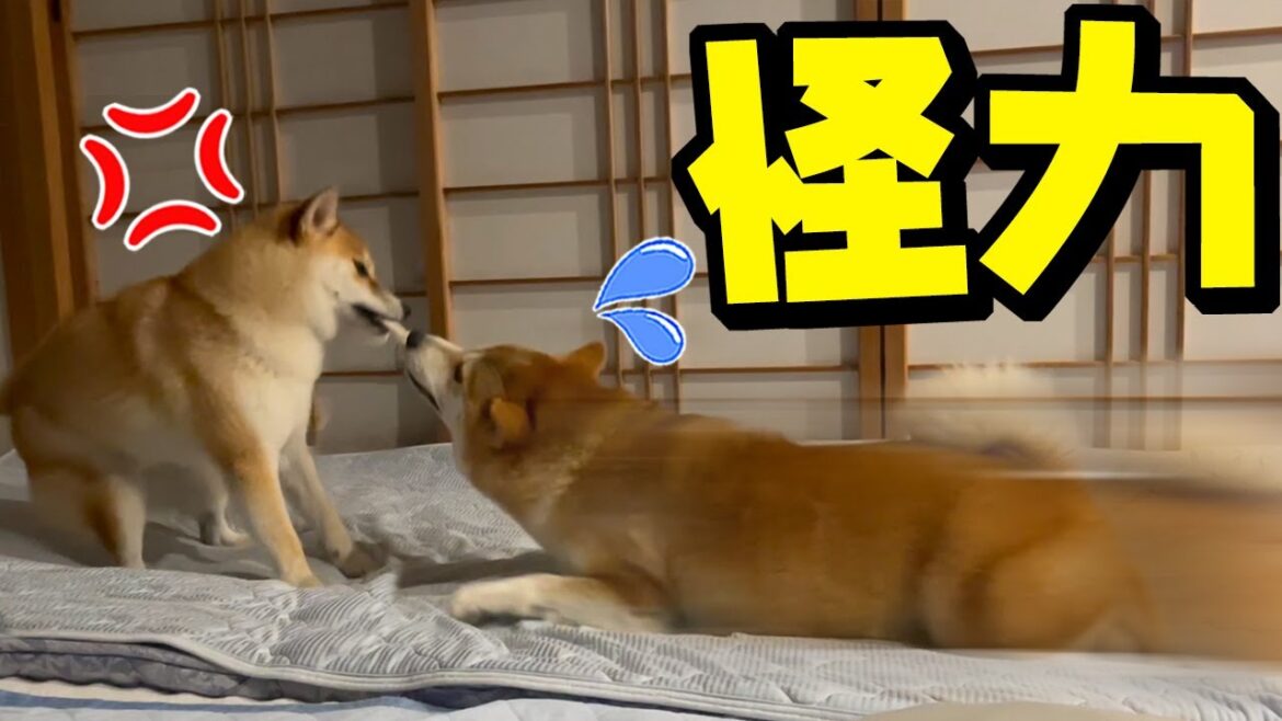 とうとう姉柴犬を引きづり回す破天荒な柴犬になってしまいました…