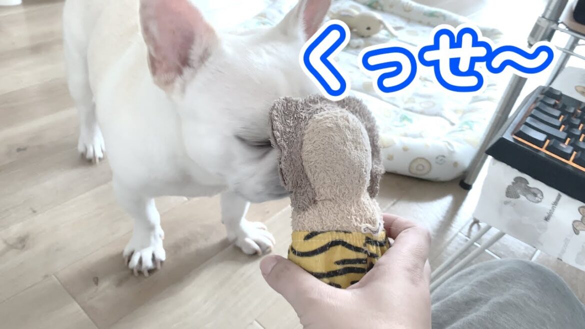 クサ嫁とのキスは納豆の味…【フレンチブルドッグ frenchbulldog】