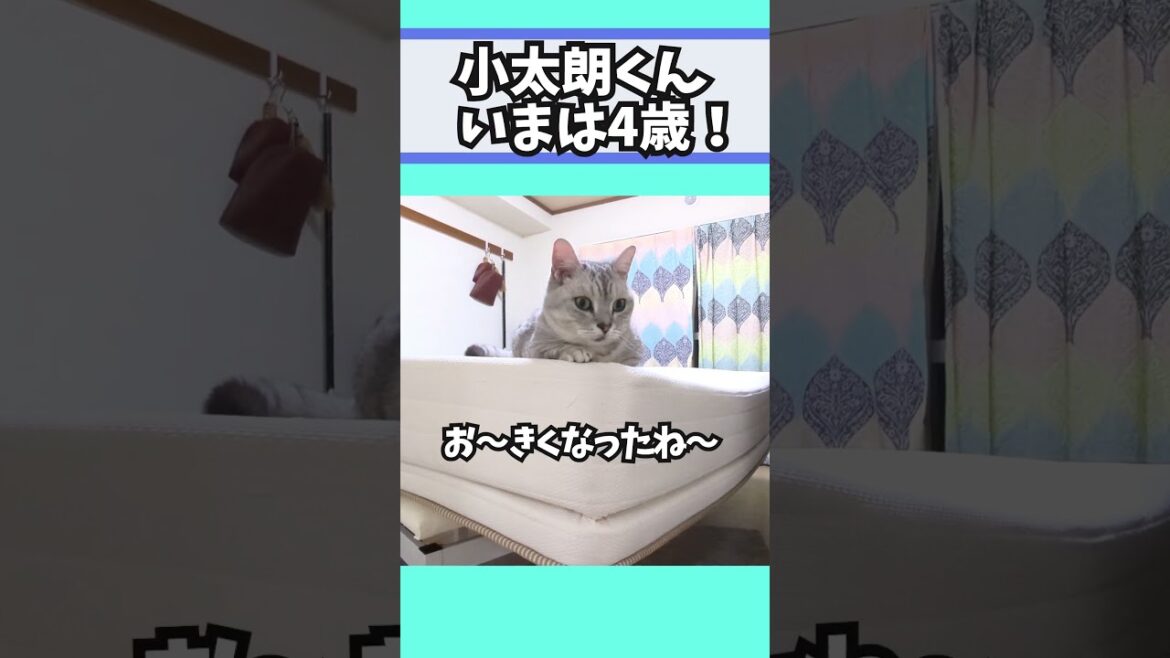 【ぽっちゃん家】お～成長っぷりがすごい！　vol.65 #猫   #cat #animals #shorts