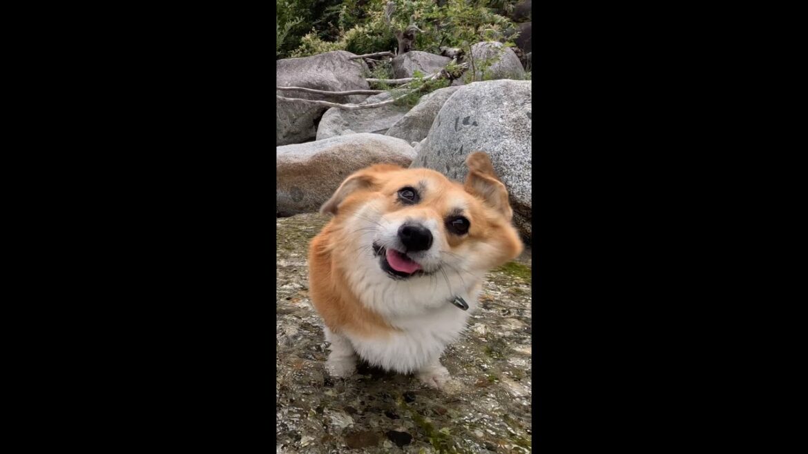 水を払ってから歩いてくるコーギー / A Corgi walking towards me after shaking off the water #shorts