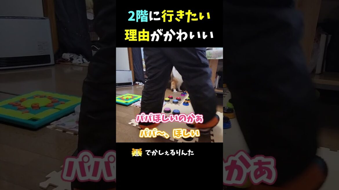 2階に行きたい理由がかわいい【会話ボタンでしゃべる犬】 #shorts  #dog 2階に行きたい理由がかわいい【会話ボタンでしゃべる犬】 #shorts  #dog