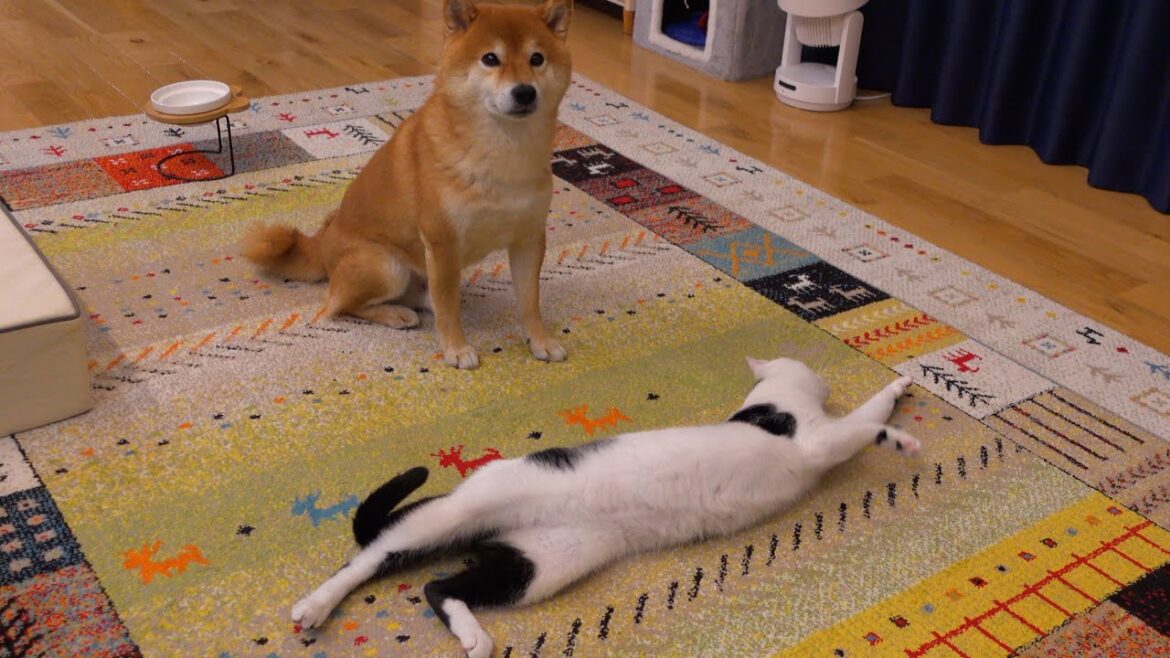 猫の大暴走で珍しく叱る柴犬、絆に亀裂が入るかと思いきや直後。。