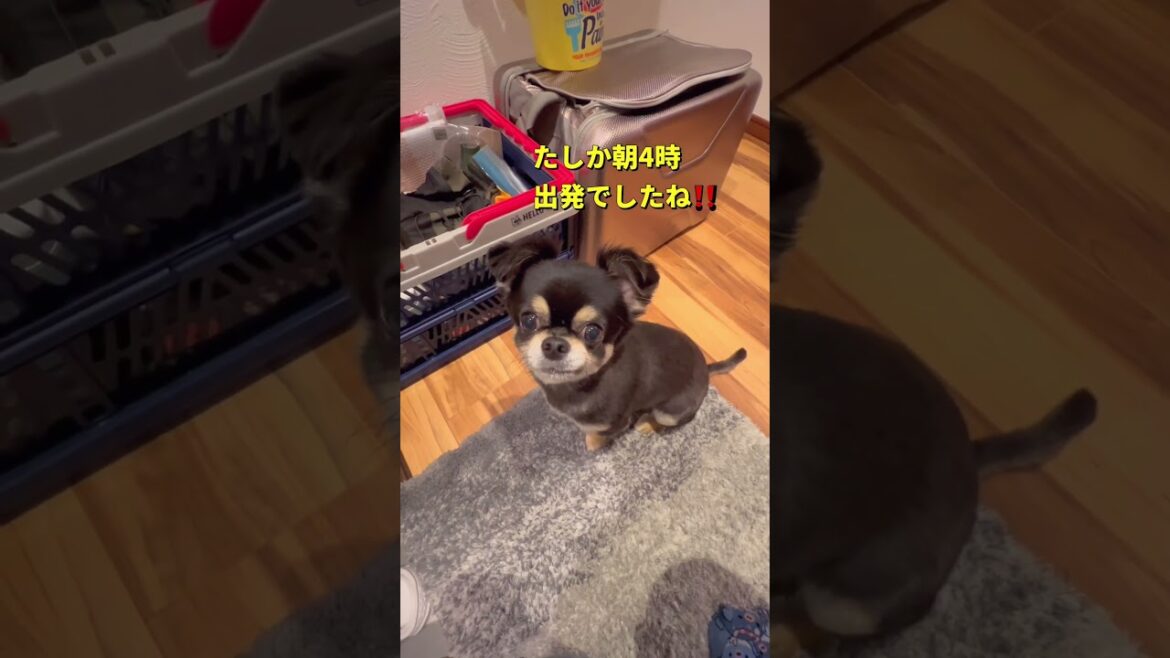 準備が早い🤣#柴犬 #チワワ #shorts