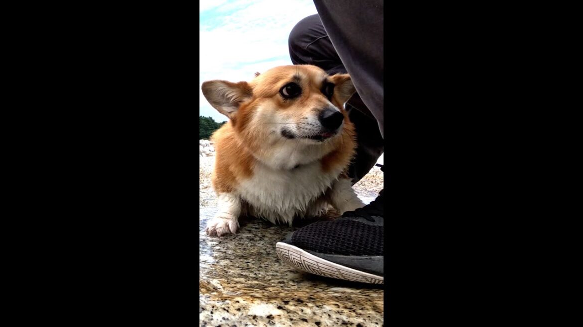 這い上がるコーギー / A corgi clambering #shorts
