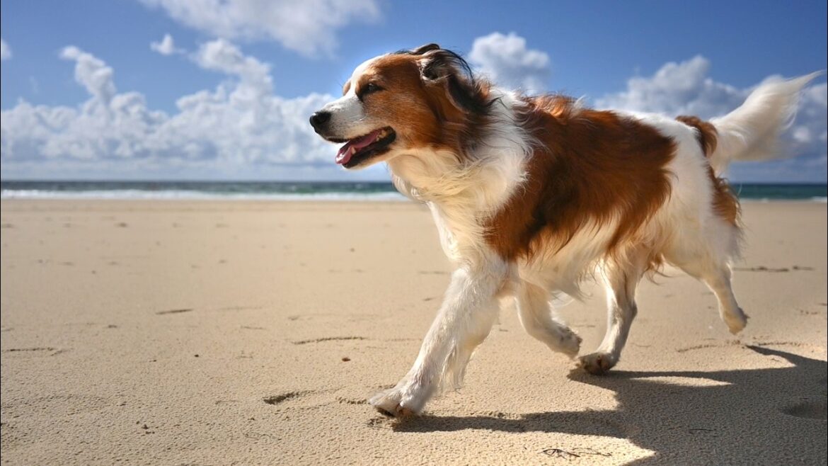 Riley danse sur la dune | Kooikerhondje