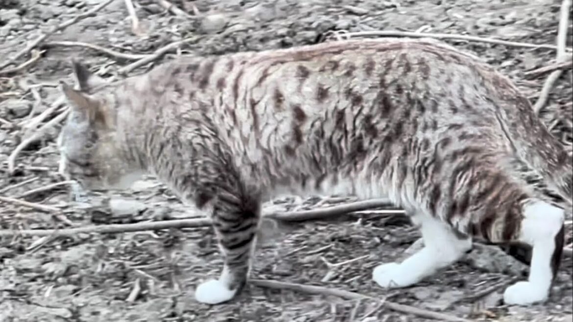 📌2024年9月21日 1 wild cat