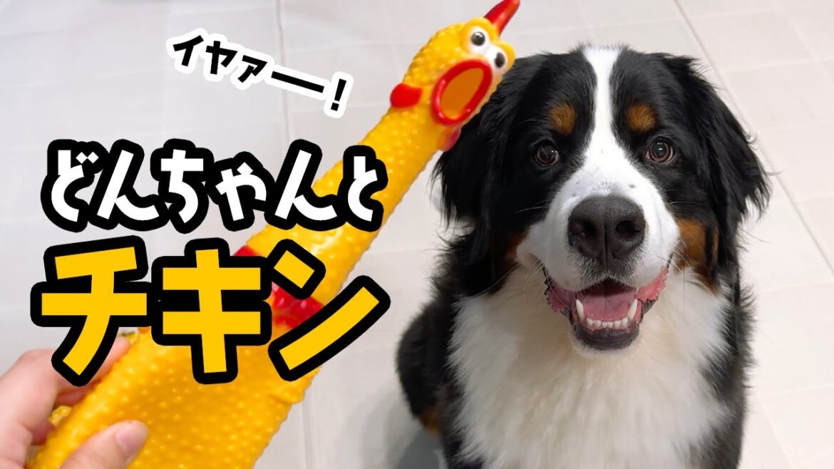 どんちゃんとチキン【1歳2ヶ月バーニーズ】