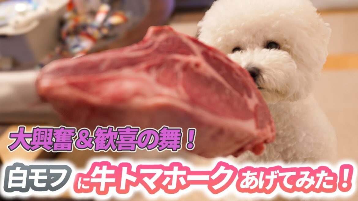 【ASMR】犬に牛トマホークをあげてみた【ビションフリーゼ】 【ASMR】犬に牛トマホークをあげてみた【ビションフリーゼ】