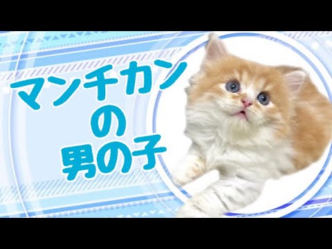 マンチカンの子猫 (平野瓜破) マンチカンの子猫 (平野瓜破)