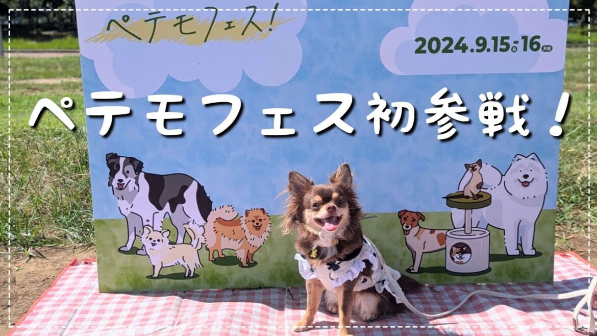 【チワワの休日】初参戦!ペテモフェスに行く充実した1日✨お財布の紐がゆるゆるになった購入品紹介🛒【チワワ】【チョコタン】 【チワワの休日】初参戦!ペテモフェスに行く充実した1日✨お財布の紐がゆるゆるになった購入品紹介🛒【チワワ】【チョコタン】
