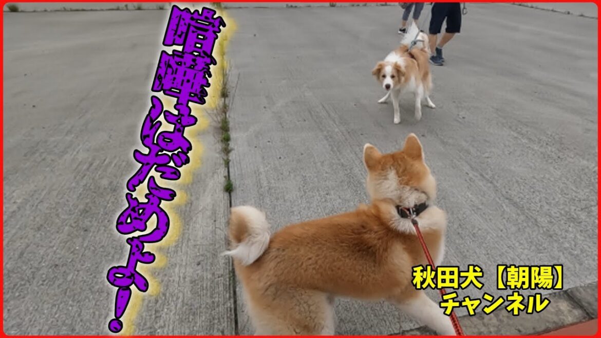 秋田犬【朝陽】チャンネル　喧嘩はだめよ！
