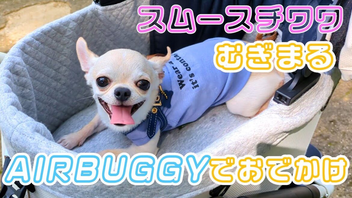 【スムースコート チワワ】浜名湖ガーデンパークで小型犬とお散歩（#3）