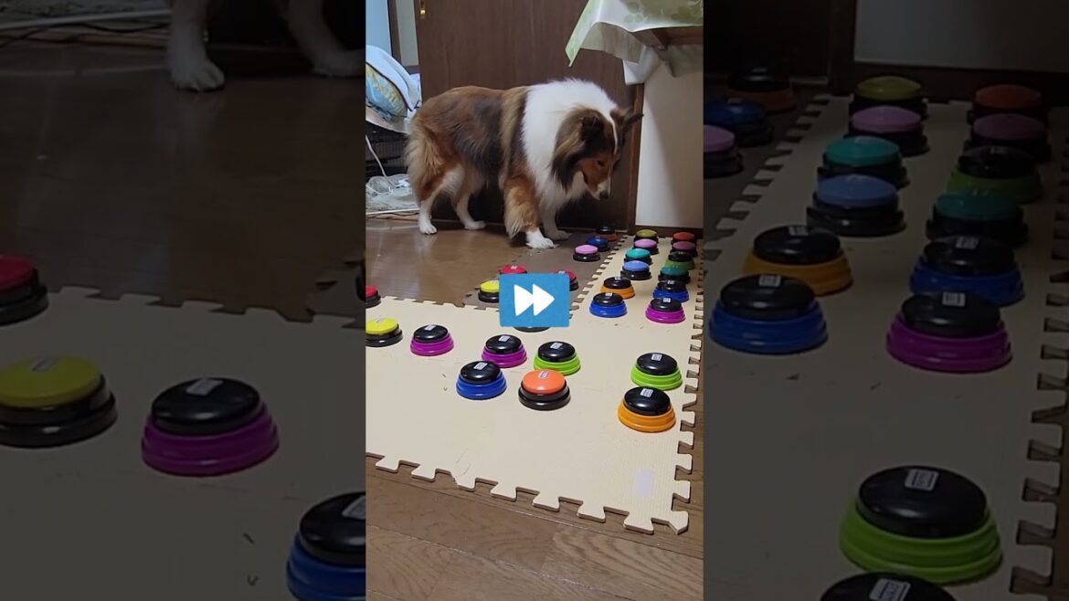 『あとで』が分かる賢いシェルティ【会話ボタンでしゃべる犬】#shorts #dog