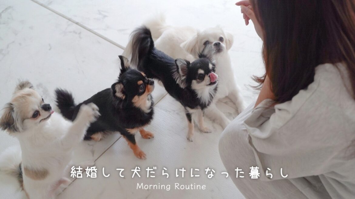結婚して犬だらけになった20代女のモーニングルーティン|多頭飼いの朝の過ごし方🐶 結婚して犬だらけになった20代女のモーニングルーティン|多頭飼いの朝の過ごし方🐶