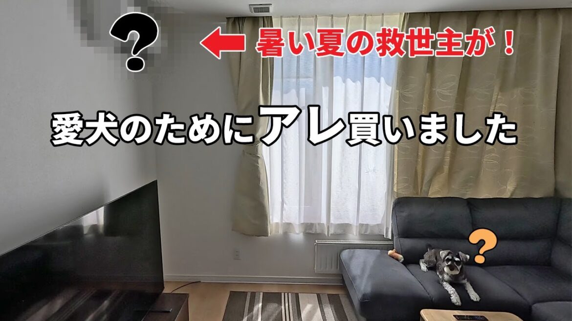 愛犬が暑い夏を乗り切れるよう遂に『アレ』を導入！【ミニチュアシュナウザー】