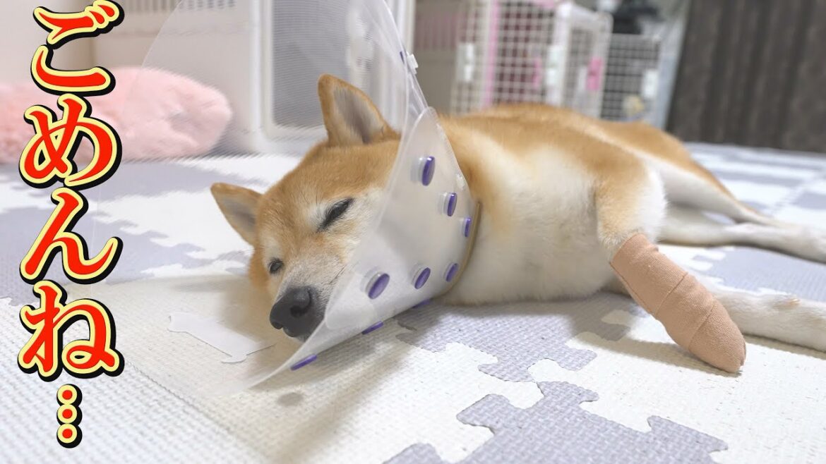 飼い主の注意不足で、次男の柴犬がケガをしてしまいました・・・ 飼い主の注意不足で、次男の柴犬がケガをしてしまいました・・・
