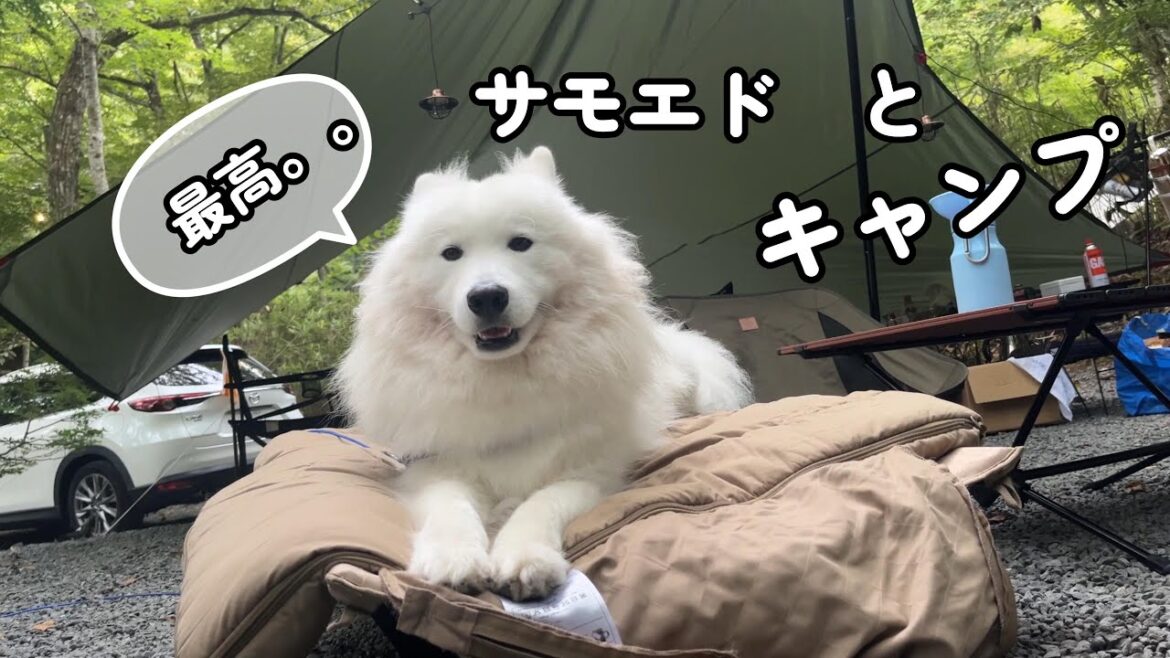 【愛犬とキャンプ】キャンプ慣れして人間のコットを独占するサモエドのムンしゃん～山伏オートキャンプ場～