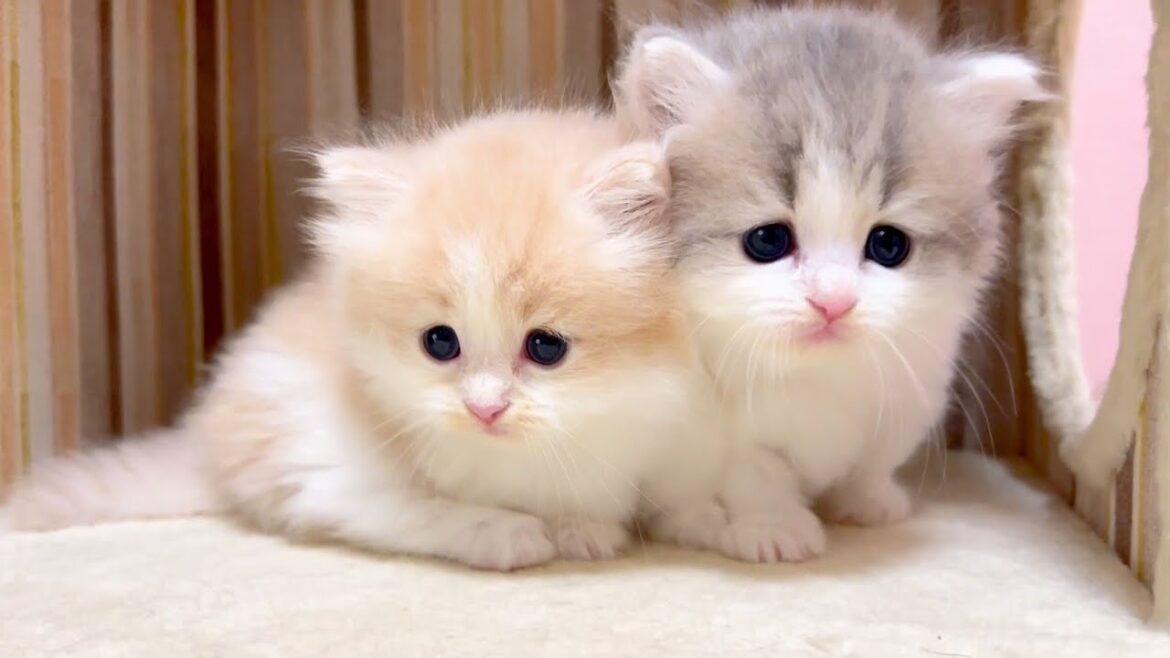 【マンチカンの子猫】２匹の子猫のお顔チェックで遊んでみた件 ～猫のいる生活Vol.1019～出産動画 マンチカン短足・ミヌエット・ペルシャ猫専門ブリーダー『ペット蔵人』【子猫の成長記録】