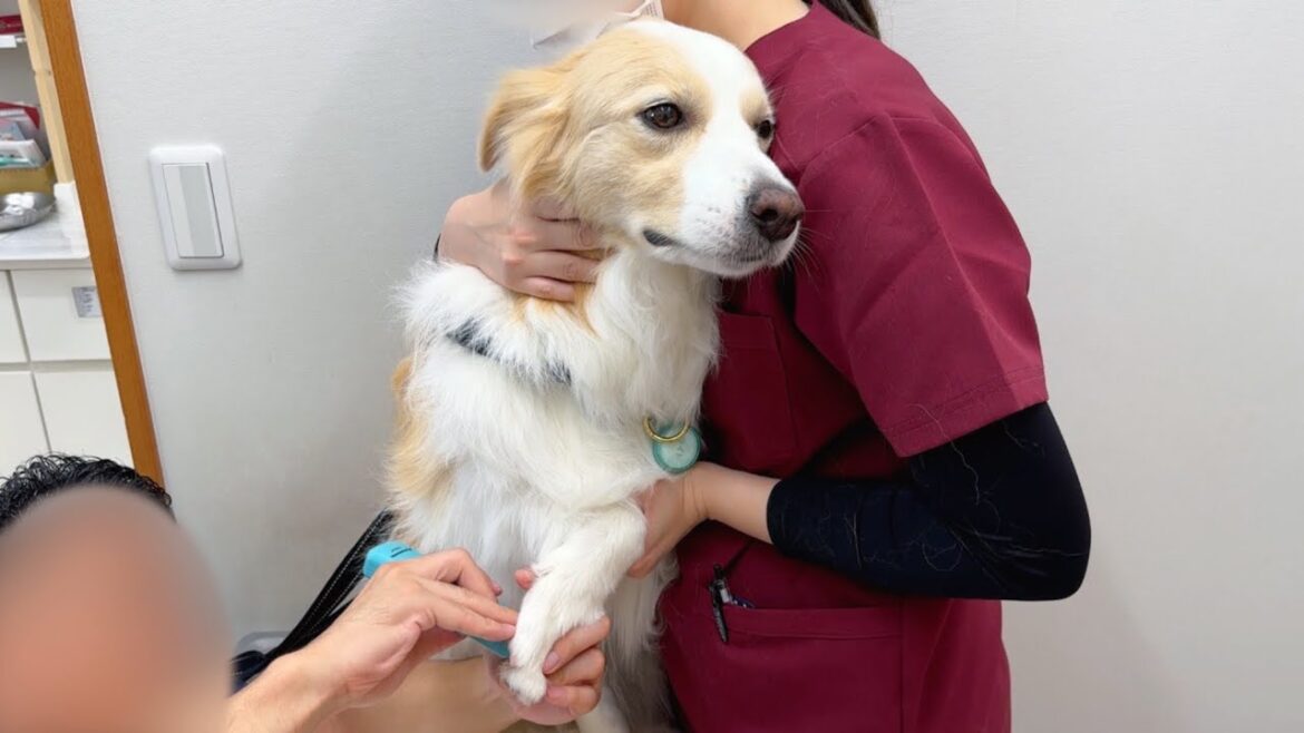 病院が怖い犬が看護師さんに助けを求めたらこうなりました...【ボーダーコリー･ゴールデンレトリバー】