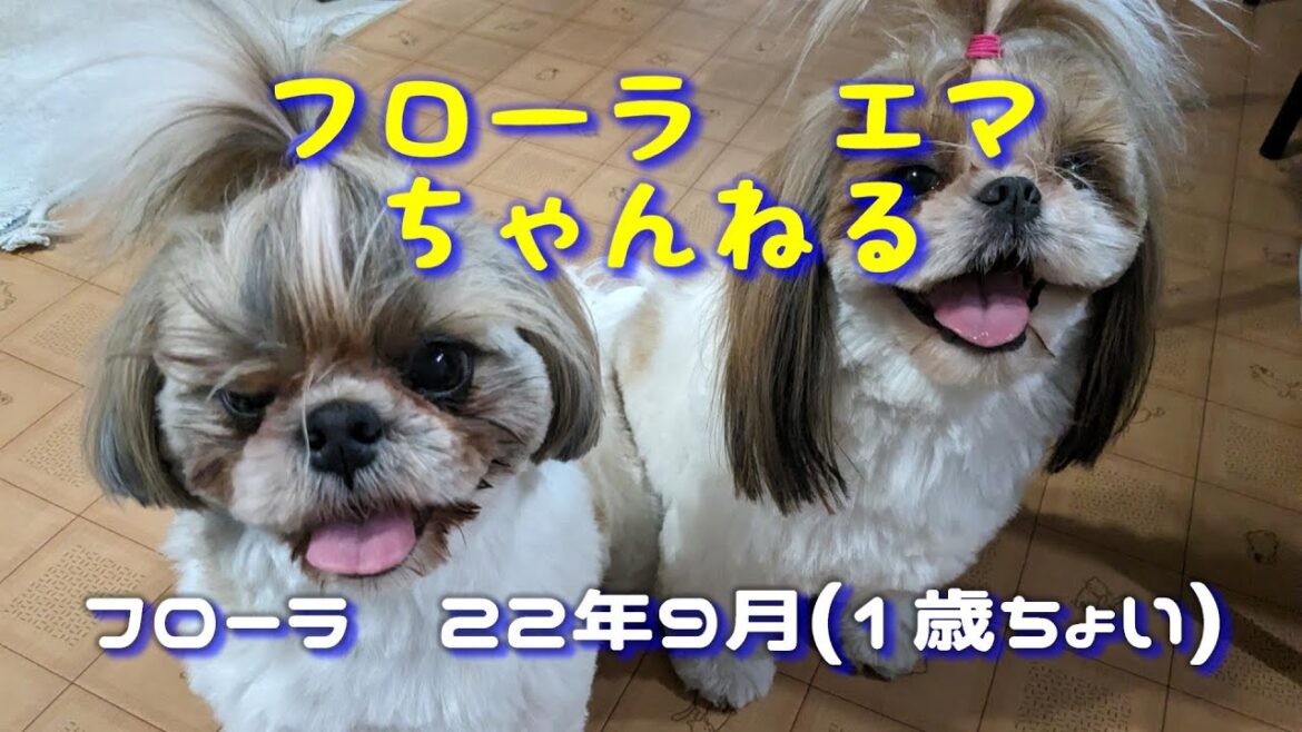 シーズー【22年9月・旅行】フローラ・那須は良いところ