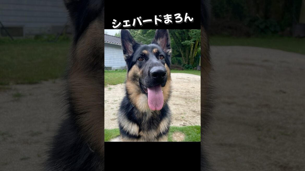 【かわいすぎシェパード】 #シェパード #ジャーマンシェパード #可愛い #癒し #犬のいる生活 #犬動画 #shorts