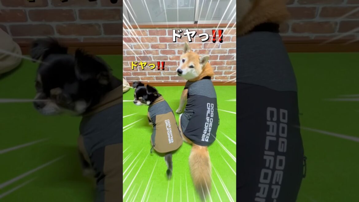 ペアルック🐶🐶🎵#柴犬 #チワワ #shorts