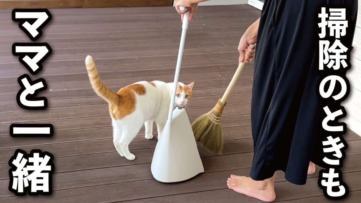 【甘えんぼ猫】掃除中のママにつきまとうストーカー猫はコチラです