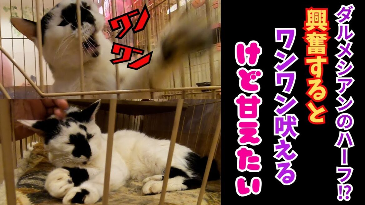 牛柄猫はダルメシアンとのハーフ！？犬みたいに吠えて怒るけど甘えたい（保護猫カフェ猫の恵庭）難波Dalmatian-like cow-patterned cats get angry easily