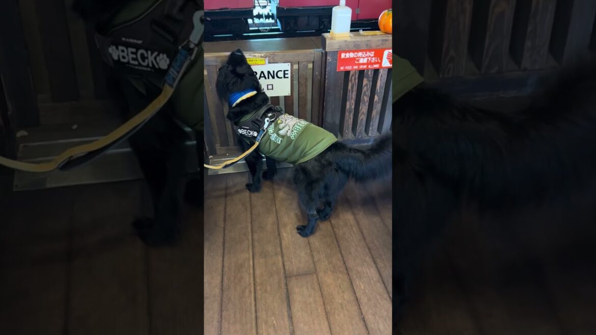 『飼い主自己満足用』フラットコーテッドレトリバーBECK君　ニコニコ☺️早く乗りたい❤️