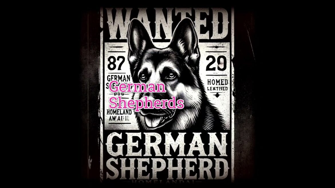 Why German Shepherds are the Best Dogs