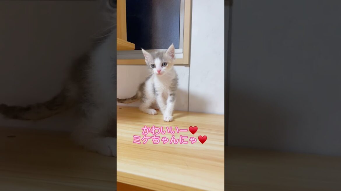 あたしミケちゃん♥️ 【お問合せ詳細は説明欄に記載あります】 #ラパーマ #ブリーダー直販 #マンチカン #子猫 #猫 #ミヌエット #猫のいる暮らし #子猫販売 #猫動画