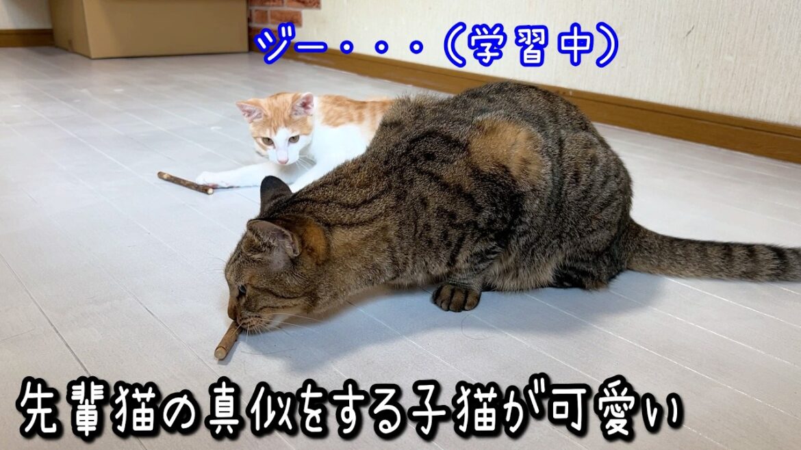 【ほっこり】子猫が母猫の真似をする姿が可愛すぎる！またたび編