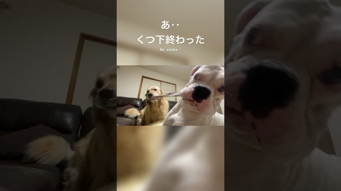 2人で遊んでると思ったら　ゴールデンレトリバー　ボクサー犬