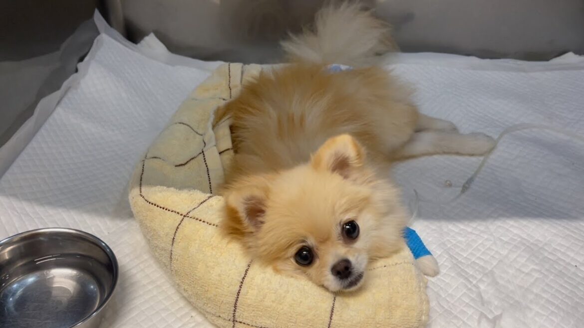咬傷事故後、愛犬の足が動かない原因がわかりました