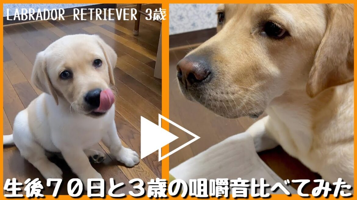 【ラブラドールレトリーバー】生後７０日と３歳の咀嚼音比べてみた　大型犬ASMR
