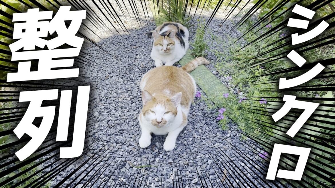 整列したままシンクロする親子猫が可愛すぎました…笑[三毛母猫と子猫]
