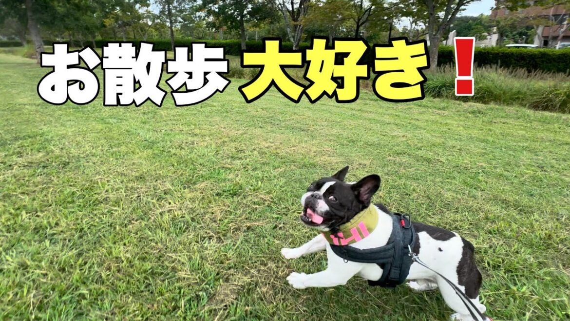 転がり走る！可愛すぎるお散歩大好きハチ兄さん