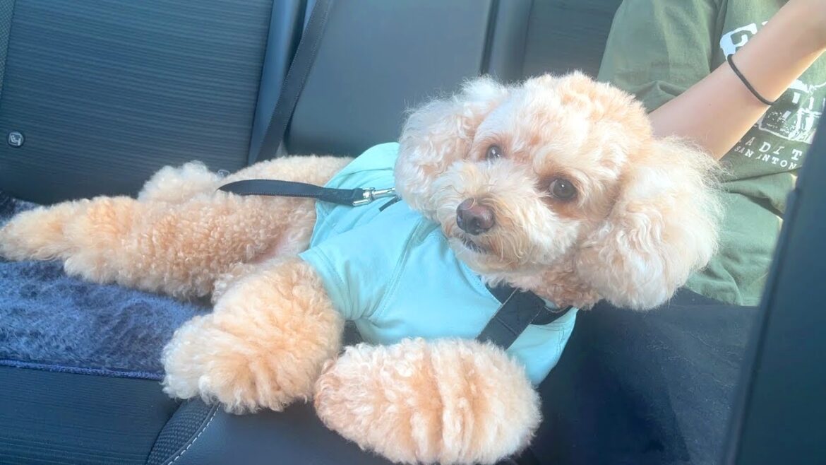 【愛犬とお出かけ】久々にお姉ちゃんも一緒に家族とお出かけでテンションが上がる大きいトイプードル【ワタワン】【トイプードルのロアくん】【デカプー】