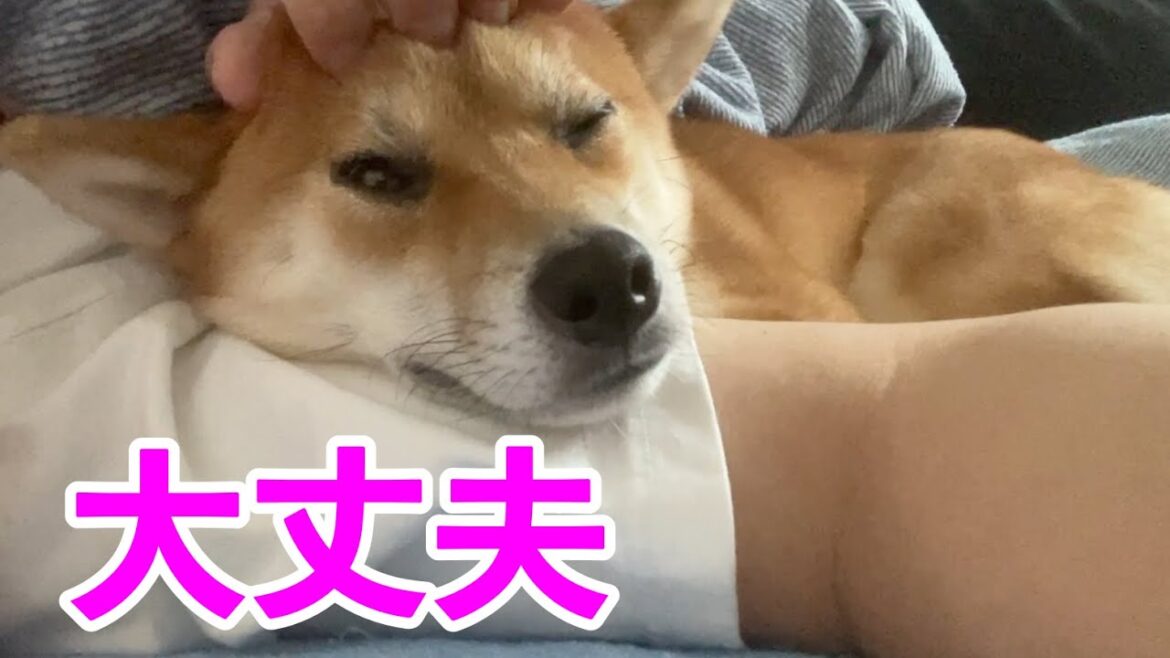 怖がり震える臆病な子　柴犬小夏　大倉山公園