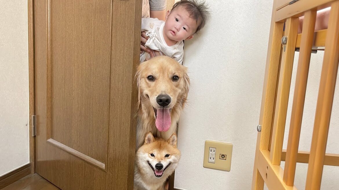 2階で寝てしまったママを起こしに来てくれる豆柴とゴールデンレトリバーと赤ちゃんが可愛すぎました...