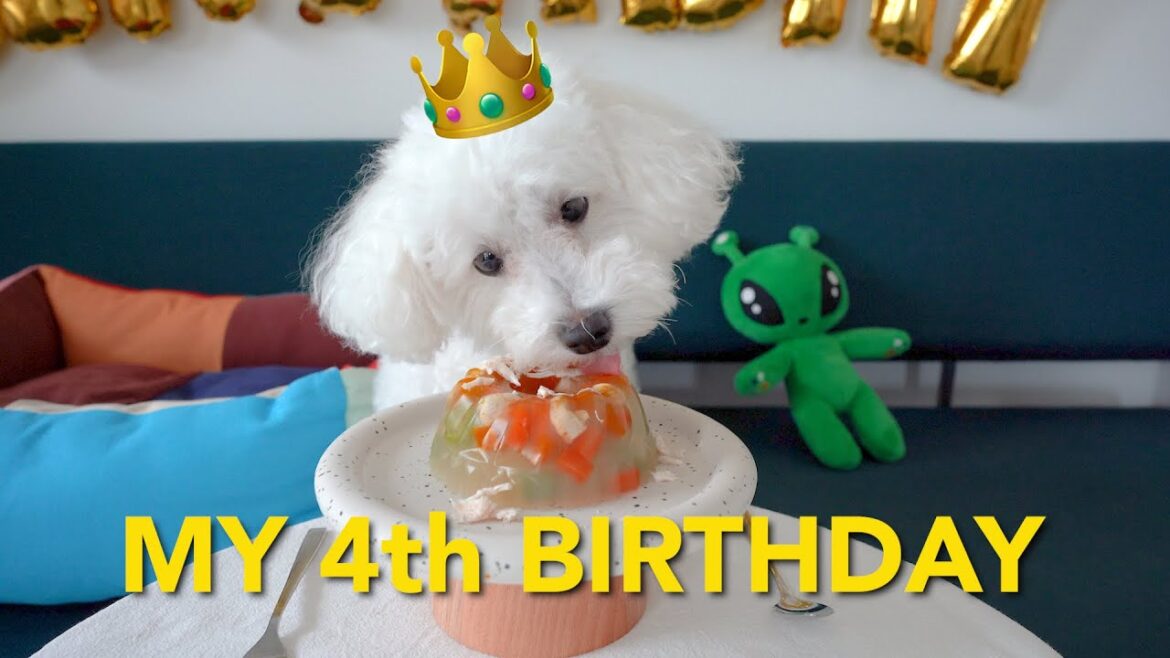 トイプードル 4歳の誕生日パーティー🎉 - Pablo the Poodle