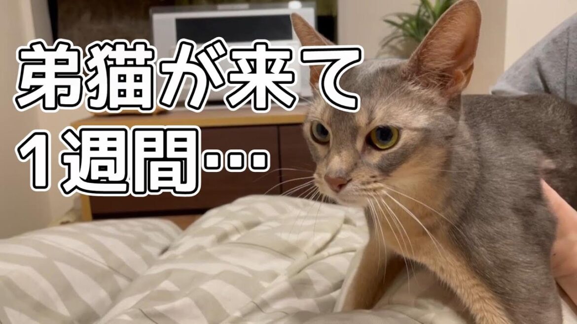 弟猫が来て1週間が経ちました